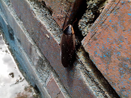 insect, brick, deterioration, rusty, metal, weathered, old, damaged, decline, run-down, obsolete, abandoned, day, close-up, no people, bad condition, lock, outdoors, focus on foreground, textured, security, bolt, iron - metal, ruined, 2K, CC0, public domain, royalty free