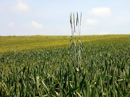 campo, kłos, diferencia, aislamiento, soledad, diferente, tolerancia, intolerancia, el cultivo de, agricultura, maíz, granos, trigo, Polonia, Malopolska, el tallo, cebada, naturaleza, escena rural, cielo, verano, crecimiento, cultivo, planta, granja, al aire libre, paisaje, color verde, planta de cereal, hierba, azul, nadie, comida, escena no urbana, tierra, ambiente, belleza en la naturaleza, tranquilidad, día, nube - cielo, paisajes - naturaleza, 4K, CC0, dominio público, libre de derechos
