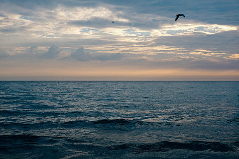 Sonnenaufgang, Lake Michigan, Landschaft, Meer, Natur, Himmel, wolke - himmel, Sonnenuntergang, Blau, Horizont über Wasser, Wasser, Welle, Sommer-, Wolkengebilde, Horizont, Strand, szenen, draußen, Dämmerung, Schönheit in der Natur, seelandschaft, Vogel, Tierthemen, Tier, Wirbeltier, Szenen - Natur, Tierwelt, fliegend, ein Tier, Ufergegend, Tiere in freier Wildbahn, ruhige Szene, keine Leute, Möwe, Marine, 4K, CC0, gemeinfrei, lizenzfrei