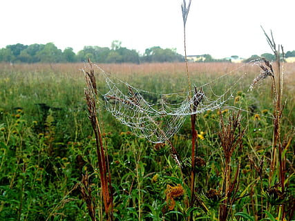 ragnatela, rugiada, prateria, web, ragno, bagnato, filo, sottilissimo, pianta, concentrarsi sulle conoscenze acquisite, natura, la tranquillità, campo, terra, bellezza nella natura, crescita, nessuno, giorno, albero, fragilità, paesaggio, avvicinamento, vulnerabilità, all'aperto, ambiente, scena tranquilla, far cadere, 1080P, CC0, dominio pubblico, privo di copyright