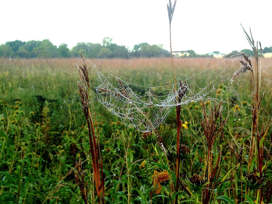 teranyina, rosada, prada, web, aranya, humit, fil, gossamer, planta, centrar-se en primer pla, naturalesa, tranquil·litat, camp, terra, bellesa a la natura, creixement, cap gent, dia, arbre, fragilitat, paisatge, primer pla, vulnerabilitat, a l'aire lliure, medi ambient, escena tranquil·la, tirar, 1080P