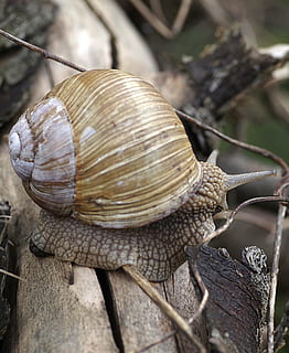Winniczek, Schnecke, Muschel, Schale, Hörner, Antennen, trocken, Holz, Garten, kriechen, Tier, die Kreation von, Natur, Tierwelt, schleimig, braun, Nahansicht, Weichtier, Tierthemen, Tierhülle, Gastropode, ein Tier, Tiere in freier Wildbahn, wirbellos, Tag, keine Leute, Tierkörperteil, Tierantenne, Fokus auf den Vordergrund, Langeweile, selektiver Fokus, 2K, CC0, gemeinfrei, lizenzfrei