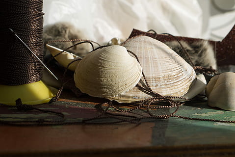white seashell decors, seashell, beside, brown, thread, top, table, shell, bobbin, string, decoration, needle, handmade, twine, line, no people, indoors, selective focus, textile, close-up, still life, wood - material, pattern, food, food and drink, day, craft, clothing, group of objects, domestic room, furniture, focus on foreground, art and craft, design, 4K, CC0, public domain, royalty free