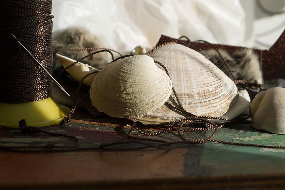 white seashell decors, seashell, beside, brown, thread, top, table, shell, bobbin, string, decoration, needle, handmade, twine, line, no people, indoors, selective focus, textile, close-up, still life, wood - material, pattern, food, food and drink, day, craft, clothing, group of objects, domestic room, furniture, focus on foreground, art and craft, design, 4K