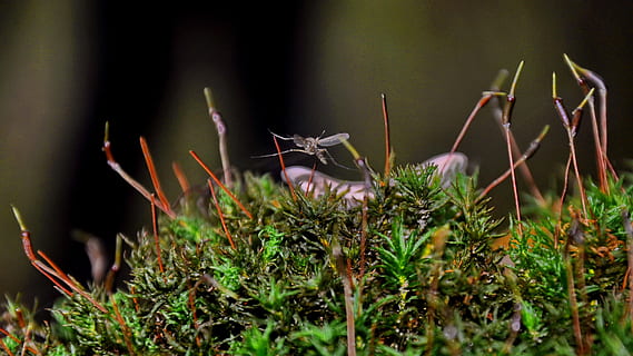 mosquito, inseto, macro, plantar, crescimento, natureza, foco seletivo, fechar-se, dia, ninguém, animal, terra, campo, animais selvagens, temas animais, beleza na natureza, cor verde, um animal, grama, fragilidade, animais em estado selvagem, ao ar livre, vulnerabilidade, 2K, CC0, domínio público, royalty free