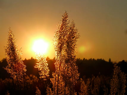 trees during sunset, sun, sunset, light, west, landscape, summer, yellow, orange, tree, nature, field, plant, sunlight, rural scene, tranquil scene, scenics, sky, beauty in nature, tranquility, growth, scenics - nature, orange color, no people, land, idyllic, non-urban scene, outdoors, lens flare, coniferous tree, 2K, CC0, public domain, royalty free