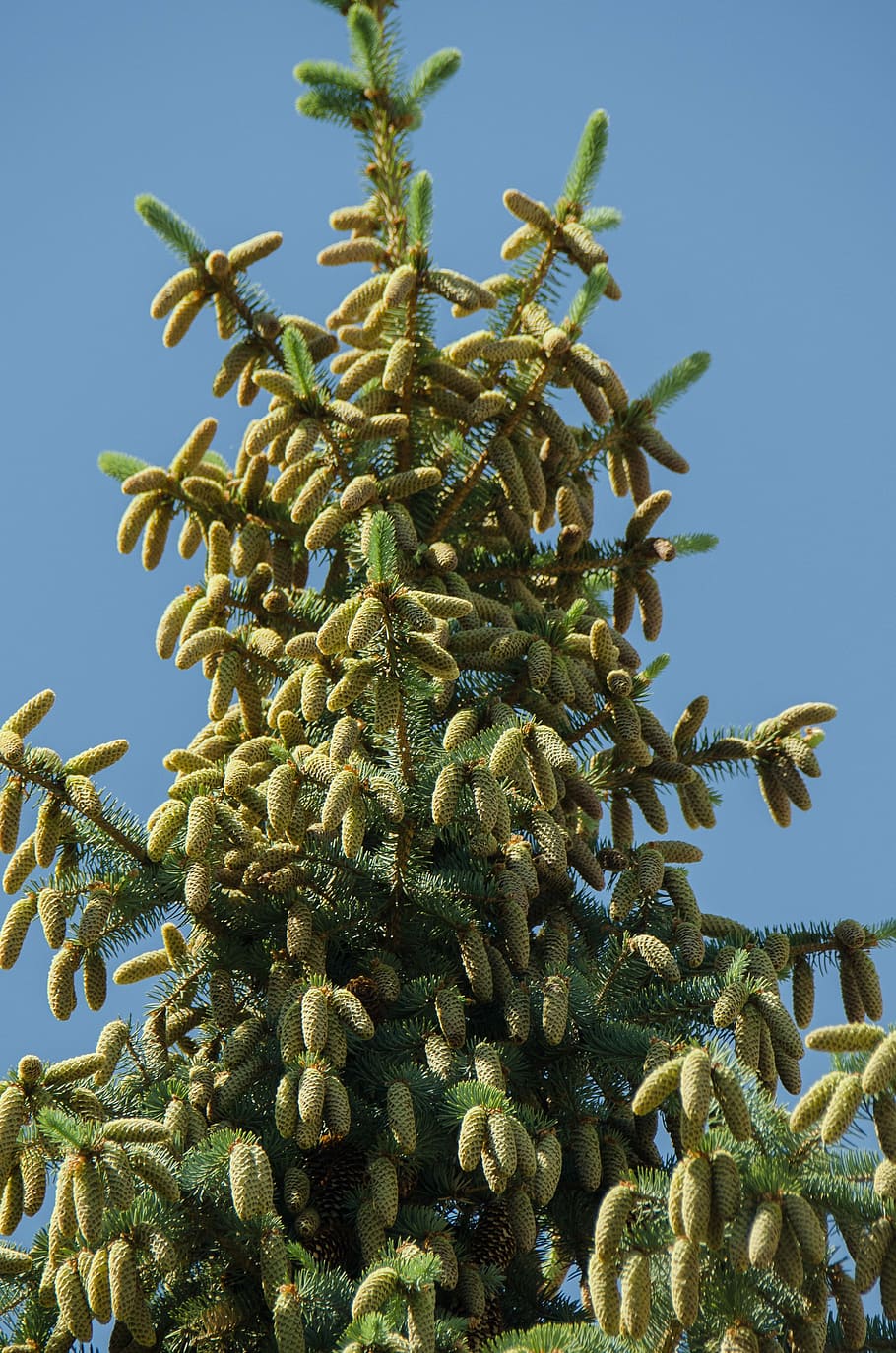picea, arbre, conífera, cons, agulles, branca, a l'aire lliure, tronc, planta, cel, creixement, cap gent, naturalesa, color verd, cel clar, dia, cactus, bellesa a la natura, planta suculenta, vista d’angle baix, llum solar, blau, primer pla, tranquil·litat, menjar i beguda, menjar, 2K