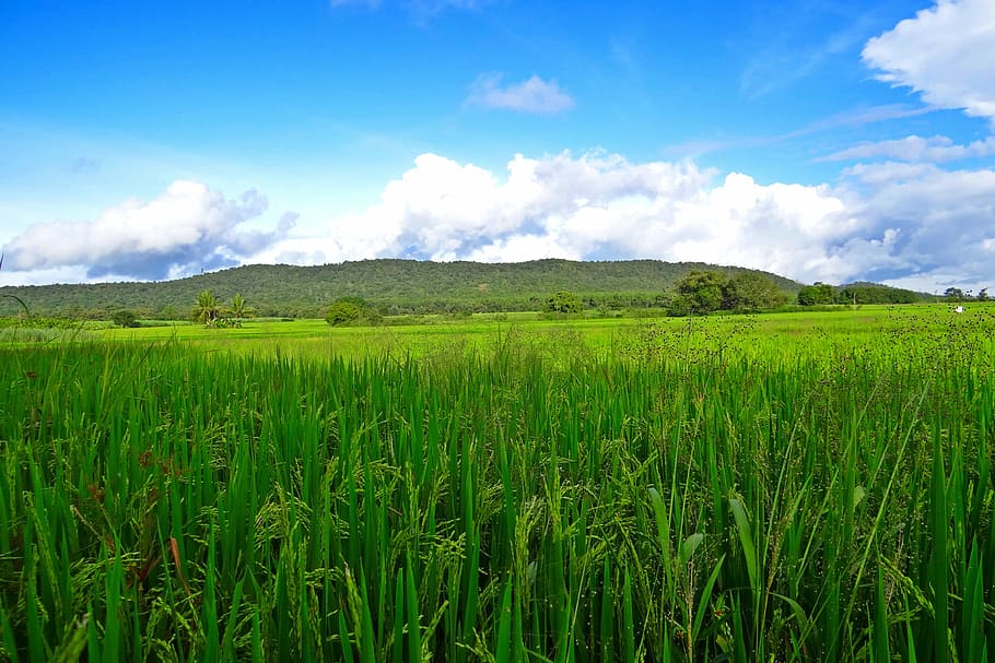 verd, camp de gespa, ennuvolat, cel, durant el dia, arròs, camps, cultius, paddy, herbes, aliments, cultiu, conrear, verds, fulles, frondós, agrícola, plantes, brillant, colorit, muntanyes, turons, blau, blanc, esponjós, núvols, paisatges, escènic, paisatge, Índia, karnataka, granges, Agricultura, plantació, planta, núvol - cel, camp, terra, color verd, creixement, medi ambient, bellesa a la natura, escenics - natura, escena rural, tranquil·litat, escena tranquil·la, naturalesa, cap gent, dia, granja, a l'aire lliure, 4K