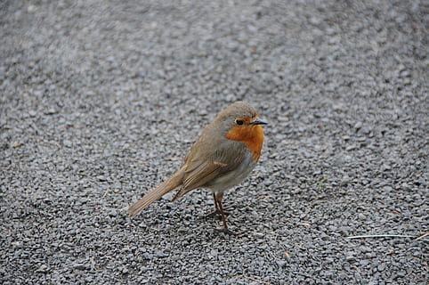 robin, grå, lille, rød, grus, fugl, dyr, dyreliv, natur, udendørs, dyre temaer, et dyr, dyr i naturen, hvirveldyr, dag, ingen mennesker, fokus på forgrunden, perching, tæt på, fuld længde, høj vinkel visning, gade, by, vej, 4K, CC0, offentligt domæne, royaltyfrie