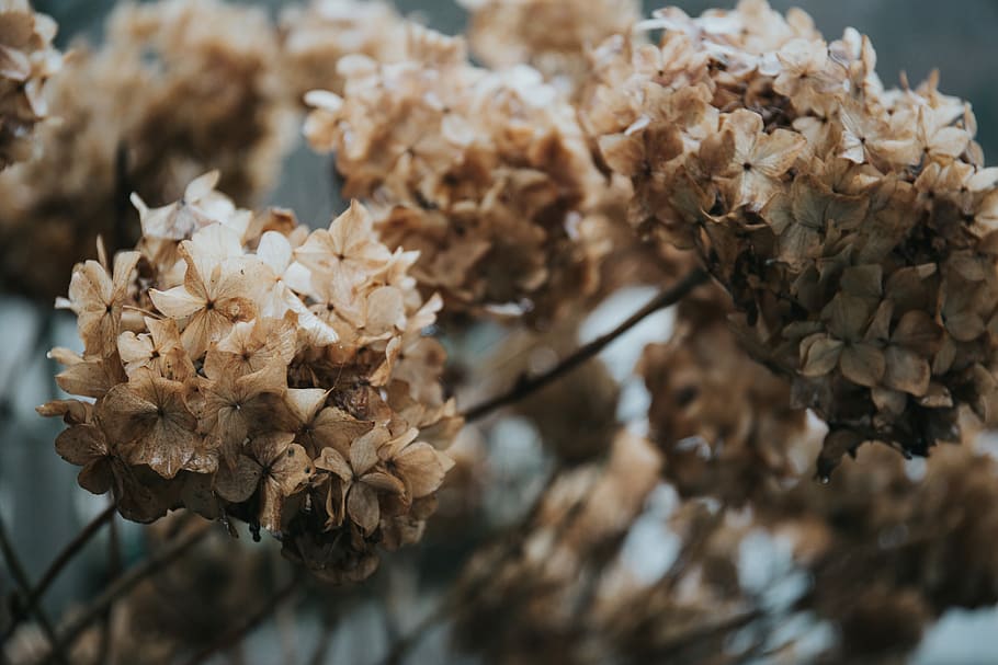 flach, fokus fotografie, braun-weiße Blüten, selektiv, Fokus, braun, Blütenblätter, Hortensie, Dea, Blume, braunes Blatt, fallen, Winter, Blumen-, Nahansicht, Natur, Pflanze, trocken, blühende Pflanze, keine Leute, Fokus auf den Vordergrund, Frische, Tag, Baum, Wachstum, Schönheit in der Natur, getrocknete Pflanze, Zerbrechlichkeit, Verletzlichkeit, Essen und Trinken, draußen, selektiver Fokus, verwelkte Pflanze, tote Pflanze, Nadelbaum, 5K