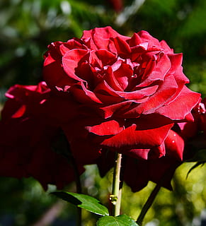 rosa vermella de pètals, rosa, tancar, vermell, ombra, flor, florir, naturalesa, flor de roses, full, planta, pètal, primer pla, planta amb flors, bellesa a la natura, vulnerabilitat, fragilitat, frescor, cap de flor, creixement, inflorescència, centrar-se en primer pla, dia, cap gent, llum solar, a l'aire lliure, 2K, CC0, domini públic, lliure de regalies