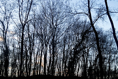 Wald, Winter, Natur, Bäume, Kofferraum, Elsass, Holz, Frankreich, Niederrhein, Baum, Pflanze, kahler Baum, Ruhe, Land, Himmel, keine Leute, Silhouette, ruhige Szene, Schönheit in der Natur, Szenen - Natur, Baumstamm, Ast, Flachwinkelansicht, Nicht-städtische Szene, Wachstum, draußen, 5K, CC0, gemeinfrei, lizenzfrei