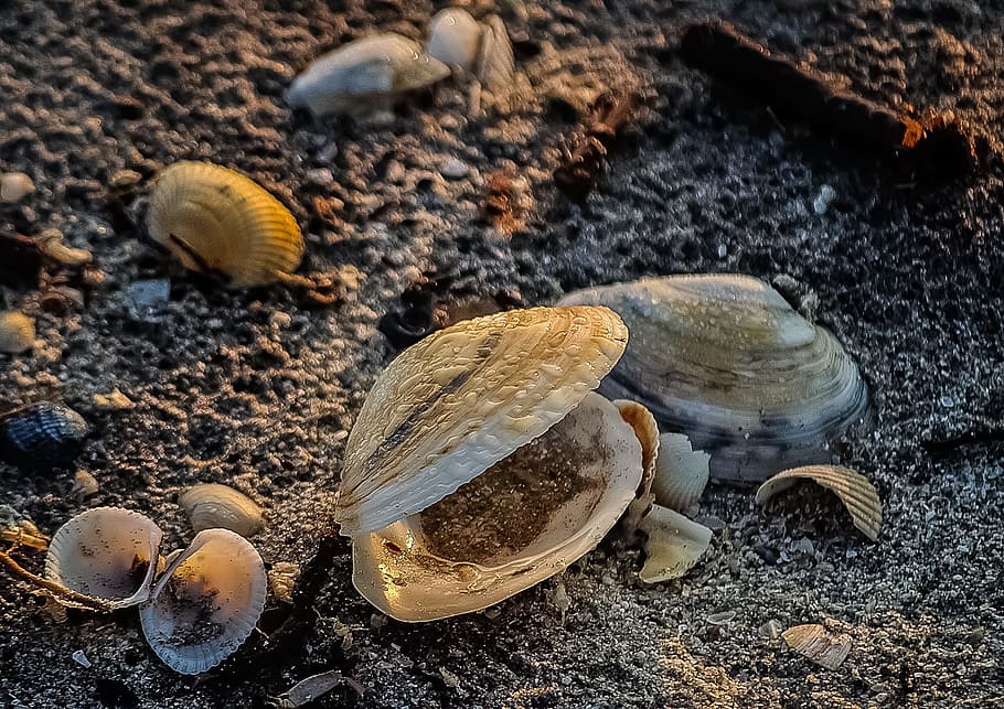 petxina de mar, marisc, musclo, naturalesa, primer pla, sorra, platja, mar, closca d’animals, aigua, temes d'animals, animals a la natura, un animal, fauna animal, shell, animal, terra, cap gent, invertebrat, dia, vista d’angle alt, centrar-se en primer pla, bellesa a la natura, a l'aire lliure, mol·lusc, natura morta, marí, 1080P