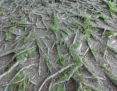rădăcină, prea mare, copac, natură, plantă, fag, copaci, cadru complet, zi, nici o persoana, în aer liber, trunchi de copac, parte a plantelor, creştere, Culoarea verde, a închide, vedere în unghi mare, fundaluri, frunze, teren, texturată, model, mușchi, camp, 2K, CC0, domeniu public, fără drepturi de autor