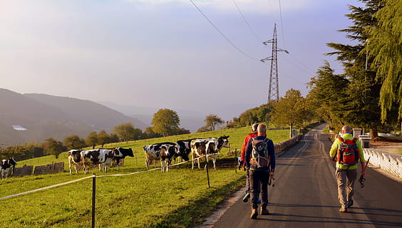 escursione, camminare, strada, autunno, alberi, mucca, pascolo, montagna, il percorso europeo, e5, Lessinia, Italia, mezzi di trasporto, animali domestici, uomini, mammifero, gruppo di animali, natura, cielo, pianta, domestico, bestiame, gruppo di persone, elettricità, modo di trasporto, agricoltura, retrovisore, persone, equitazione, 5K, CC0, dominio pubblico, privo di copyright