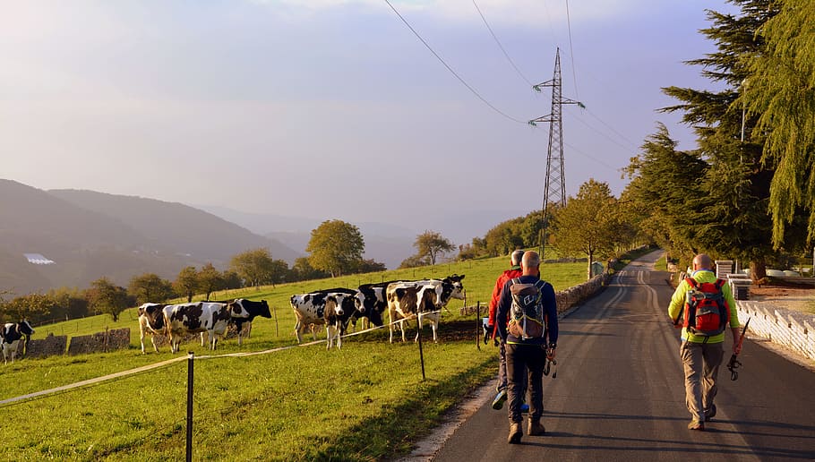 excursió, caminar, carretera, tardor, arbres, vaca, pastures, muntanya, el camí europeu, e5, lessinia, Itàlia, transport, animals domèstics, homes, mamífer, grup d’animals, naturalesa, cel, planta, nacional, mascotes, bestiar, grup de persones, electricitat, manera de transport, agricultura, vista del darrere, gent, muntar a cavall, 5K