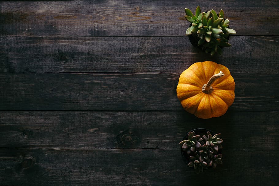 foto, arancia, schiacciare, accanto, in vaso, succulento, piante, zucche, zucca, pianta, tavole, legna, autunno, ringraziamento, stanza da digitare, legno scuro, legno - materiale, cibo e bevande, cibo, freschezza, mangiare sano, tavolo, natura morta, benessere, verdura, direttamente sopra, in casa, nessuno, natura, vista dall'alto, copia spazio, buio, frutta, rustico, 5K