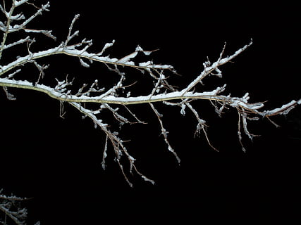 Ast, Baum, Schnee, Winter, Natur, Geäst, Zweig, Zweige, schwarz, Weihnachten, dekorativ, Jahreszeit, saisonal, Wald, schwarzer Hintergrund, keine Leute, Pflanze, Nahansicht, gefroren, Studioaufnahme, kalte Temperatur, Schönheit in der Natur, Zerbrechlichkeit, Eis, Pflanzenstamm, Wachstum, Verletzlichkeit, draußen, tote Pflanze, 2K, CC0, gemeinfrei, lizenzfrei