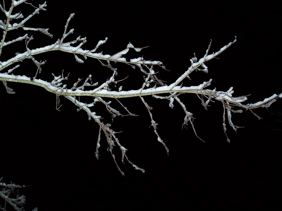 Ast, Baum, Schnee, Winter, Natur, Geäst, Zweig, Zweige, schwarz, Weihnachten, dekorativ, Jahreszeit, saisonal, Wald, schwarzer Hintergrund, keine Leute, Pflanze, Nahansicht, gefroren, Studioaufnahme, kalte Temperatur, Schönheit in der Natur, Zerbrechlichkeit, Eis, Pflanzenstamm, Wachstum, Verletzlichkeit, draußen, tote Pflanze, 2K
