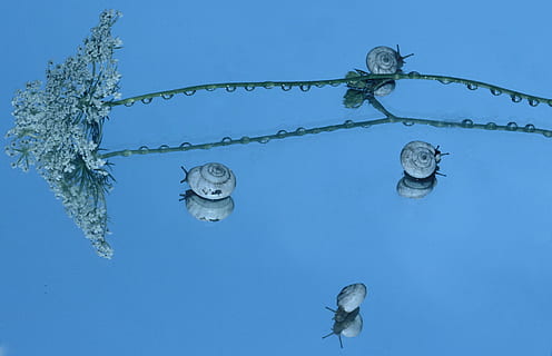 lumache, conchiglia, riflessione, specchio, il mio sabato, blu, avvicinamento, nessuno, subacqueo, acqua, rettile, temi animali, animale, natura, fauna selvatica, animali allo stato selvatico, cielo, gruppo di animali, cielo sereno, mare, nuoto, vita marina, vertebrato, sottomarino, marino, sfondo blu, all'aperto, 4K, CC0, dominio pubblico, privo di copyright