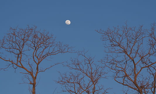 lua, árvores, leve, natureza, lua, arvores, céu, cheio, luar, natural, ninguém, brilhante, brilho, calmo, atraente, tranquilo, calma, azul, idílico, tarde, árvore, silhueta, noite, lua cheia, ao ar livre, árvore nua, scenics, plantar, ramo, visão de baixo ângulo, céu limpo, beleza na natureza, espaço, scenics - natureza, tranquilidade, cena tranquila, astronomia, 4K, CC0, domínio público, royalty free