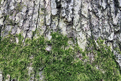 bakgrunn, tekstur, mose, tre, gammel, bark, tømmer, ujevn, flate, tørke, svor, skrelle, sprakk, materiale, skorpe, botanisk, natur, detalj, miljø, abstrakt, nærbilde, økologi, grønn, brun, hud, stamme, eco, furry, kopiere plass, anlegg, vekst, trestamme, strukturert, ingen folk, grønn farge, dag, skjønnhet i naturen, land, utendørs, gress, full ramme, ro, lichen, 4K, CC0, offentlig domene, opphavsrett gratis