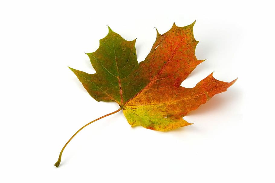 verd, marró, full, fulla d'auró, maple, color, tardor, caure, colorit, vermell, groc, solter, aïllat, blanc, fons, fons blanc, tallar, color verd, cap gent, part de la planta, naturalesa, canvi, vena de la fulla, primer pla, tir de l'estudi, sec, arbre d'auró, planta, bellesa a la natura, a l'aire lliure, fragilitat, vulnerabilitat, sol objecte, condició natural, 720P