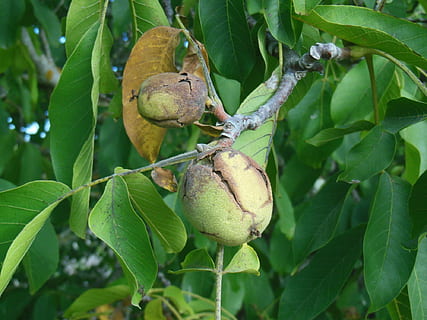Nussbaum, Nuss, Pflanze, Baum, organisch, Landwirtschaft, draußen, Umgebung, Blätter, Geäst, Natur, Wald, gesund, Obst, Lebensmittel, Frische, Blatt, reif, Ast, Pflanzenteil, gesundes Essen, Essen und Trinken, Wachstum, grüne Farbe, Nahansicht, Wohlbefinden, keine Leute, Tag, hängend, Fokus auf den Vordergrund, Obstbaum, 1080P, CC0, gemeinfrei, lizenzfrei