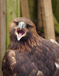 Steinadler, Adler, Raubvogel, Vogel, Tierwelt, Beute, Falknerei, Raubtier, Tier, Jäger, Falke, Tierthemen, ein Tier, Wirbeltier, Fokus auf den Vordergrund, Tiere in freier Wildbahn, Nahansicht, Tag, keine Leute, Schnabel, Natur, braun, Mund offen, Mund, draußen, Adler - Vogel, Tierkörperteil, Tierauge, 2K, CC0, gemeinfrei, lizenzfrei