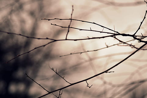 silueta de ramita, silueta branca d'arbre de fotografia, epifania, branca, arbre, hivern, bosc, branchlet, naturalesa, a l'aire lliure, fons, cap gent, dia, arbre nu, planta, centrar-se en primer pla, tranquil·litat, silueta, cel, vista d’angle baix, bellesa a la natura, núvol - cel, planta morta, primer pla, escena no urbana, pal - part de la planta, 4K, CC0, domini públic, lliure de regalies