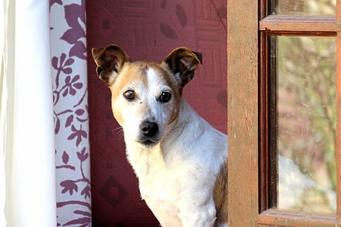 krátký povlak, opálení, bílý, Pes, přední, dveře, jack russel, sedět, Počkejte, vstup, sama, čeká na herrchena, domácí zvíře, zvíře, závod, teriér, zvířecí portrét, tvář, malý pes, čistokrevný pes, hnědý, srst, lovecký pes, portrét psa, čenich, Pozor, hlava, jít chodit, domácí mazlíčci, roztomilý, štěně, jednoho zvířete, domácí, domácí zvířata, psí, savec, při pohledu na fotoaparát, portrét, nikdo, uvnitř, obratlovců, zaměřit se na popředí, vchod, okno, den, 4K, CC0, veřejná doména, bez autorských práv