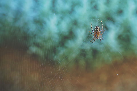 Brun, sort, edderkop, web, orb-weaver spider, makrofotografering, edderkoppespind, arachnid, silke, insekt, makro, dyreliv, vild, stilleben, dyr, væg, sløring, dyre temaer, tæt på, skrøbelighed, leddyr, et dyr, hvirvelløse, dyr i naturen, sårbarhed, ingen mennesker, natur, selektiv fokusering, fokus på forgrunden, dag, dyr kropsdel, dyr ben, udendørs, dug, 4K, CC0, offentligt domæne, royaltyfrie