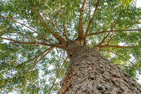 árbol, retroiluminado, luz del sol, silueta, naturaleza, bosque, tronco de arbol, rama, al aire libre, hoja, planta, color verde, ambiente, ladrar, día, vista de ángulo bajo, el maletero, crecimiento, altura maxima, nadie, belleza en la naturaleza, tierra, tranquilidad, directamente debajo, copas de los árboles, antecedentes, material de madera, 2K, CC0, dominio público, libre de derechos