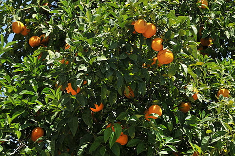 laranjas, árvore, folhagem, fruta, citrino, tangerina, fruta laranja, Comida, agricultura, folha, maduro, natureza, frescura, mandarina, laranjeira, orgânico, Pomar, ramo, cor laranja, Alimentação saudável, comida e bebida, crescimento, laranja, plantar, árvore frutífera, parte da planta, bem-estar, ninguém, beleza na natureza, ao ar livre, 4K, CC0, domínio público, royalty free