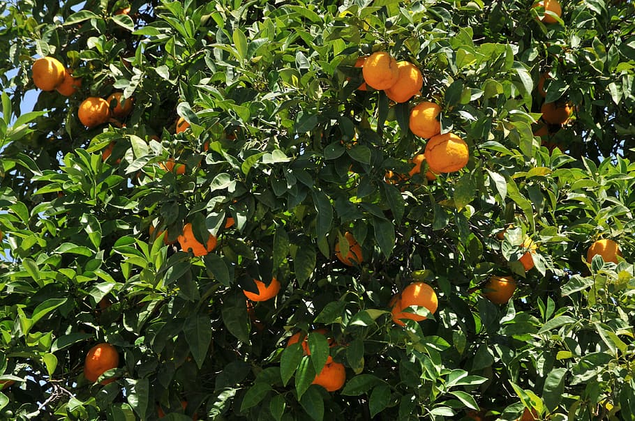 pomeranče, strom, listy, ovoce, citrusové ovoce, mandarinka, pomeranč, jídlo, zemědělství, list, zralý, Příroda, svěžest, pomerančovník, organický, ovocný sad, větev, oranžová barva, Zdravé stravování, jídlo a pití, růst, oranžový, rostlina, ovocný strom, rostlinné části, blahobyt, nikdo, krása v přírodě, venku, 4K