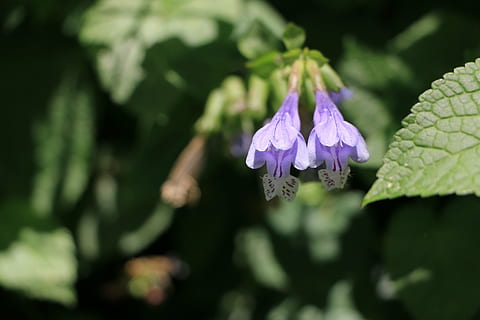 flors, primavera, heus aquí, naturalesa, flor, planta, primer pla, estiu, planta amb flors, frescor, bellesa a la natura, fragilitat, vulnerabilitat, creixement, porpra, pètal, inflorescència, cap de flor, enfocament selectiu, cap gent, dia, centrar-se en primer pla, a l'aire lliure, part de la planta, 5K, CC0, domini públic, lliure de regalies