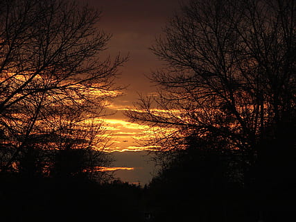Sunset, Warm, Summer, Yellow, warm, summer, sky, blazing orange, horizon, evening, dusk, dramatic, tree, tranquil scene, nature, scenics, no people, silhouette, plant, beauty in nature, tranquility, scenics - nature, bare tree, non-urban scene, idyllic, branch, forest, land, orange color, outdoors, growth, 2K, CC0, public domain, royalty free