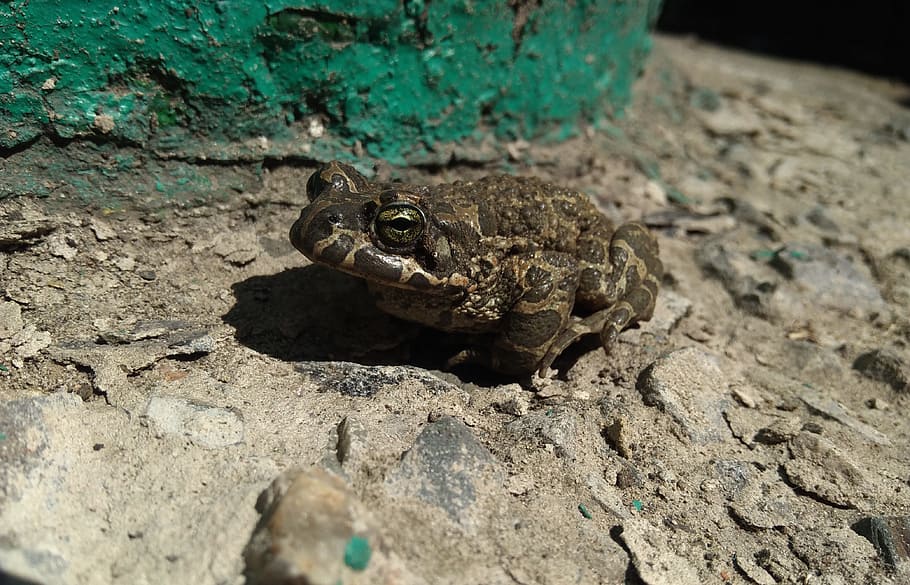 rospo, rana, animali, tsarevna, gracchiare, scavo, temi animali, animale, un animale, fauna selvatica, rettile, animali allo stato selvatico, vertebrato, anfibio, nessuno, natura, giorno, solido, roccia - oggetto, lucertola, roccia, avvicinamento, all'aperto, terra, vista dall'alto, testa di animale, iguana, scala animale, 4K