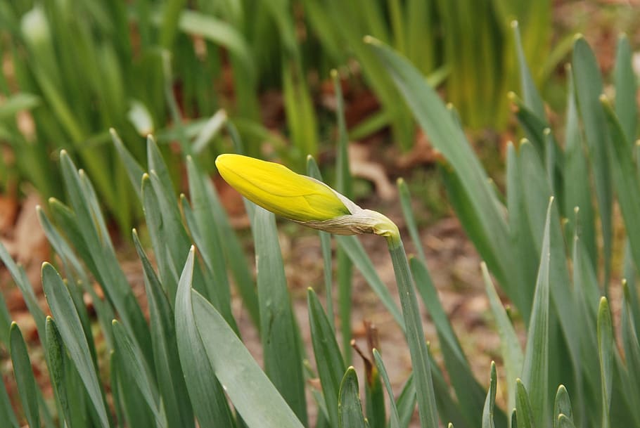 Narcis, ปุ่ม, ดอกไม้, พฤกษา, ฤดูใบไม้ผลิ, สีเหลือง, ปลูก, การเจริญเติบโต, สีเขียว, ความงามในธรรมชาติ, ใกล้ชิด, ความบอบบาง, ความอ่อนแอ, ธรรมชาติ, ที่ดิน, ไม่มีคน, ไม้ดอก, ความสด, วัน, สนาม, หญ้า, กลีบดอกไม้, ช่อดอก, หัวดอกไม้, กลางแจ้ง, ใบหญ้า, 4K