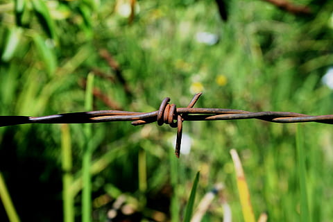 cable, barbes, agut, perillós, restringir, herba, seguretat, planta, tanca, filferro espinós, centrar-se en primer pla, barrera, límit, primer pla, protecció, metall, cap gent, dia, color verd, creixement, naturalesa, enfocament selectiu, a l'aire lliure, 1080P, CC0, domini públic, lliure de regalies