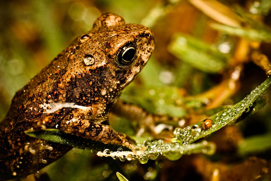 granota, macro, miniatura, verd, amfibi, nadó, naturalesa, ull, animal, petit, poc, comú, mini, natural, medi ambient, gripau, vida salvatge, colorit, rèptil, tancar, vibrant, treefrog, assegut, temes d'animals, un animal, fauna animal, animals a la natura, vertebrats, aigua, cap gent, primer pla, planta, sota l'aigua, arbre, a l'aire lliure, llangardaix, selva tropical, marí, 4K