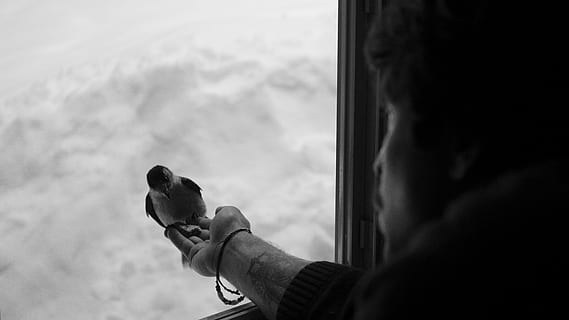 Bird, Window, feeding, one person, human body part, day, looking through window, real people, one animal, animals in the wild, vertebrate, lifestyles, animal wildlife, leisure activity, headshot, human hand, portrait, hand, looking, holding, body part, outdoors, finger, 2K, CC0, public domain, royalty free