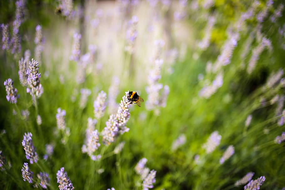 selektivní, zaostřovací fotografie, bílý, květ květu, bumble, včela, květ, čmelák, zelená, Příroda, hmyz, létající, levandule, dobrý čas, zeiss, flektogon, Dovolená, letní, zvíře, zvířat, bezobratlý, zvířata ve volné přírodě, kvetoucí rostlina, krása v přírodě, jednoho zvířete, rostlina, detail, svěžest, okvětní lístek, křehkost, jaro, nachový, nikdo, opylování, květu hlavy, venku, malý, 2K