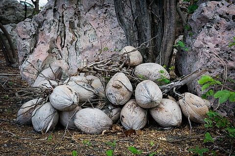 cocos, día, árbol, planta, nadie, naturaleza, al aire libre, tierra, tronco de arbol, el maletero, comida, bosque, comida y bebida, vista de alto ángulo, vegetal, campo, belleza en la naturaleza, crecimiento, tranquilidad, sólido, hierba, 5K, CC0, dominio público, libre de derechos