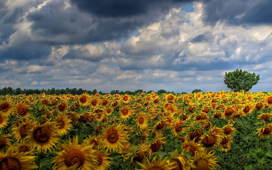 bilde, seng, solsikker, solblomst, felt, skyer, blomstrende plante, anlegg, blomst, sky - himmel, skjønnhet i naturen, himmel, vekst, friskhet, skjørhet, sårbarhet, land, gul, natur, blomsterhodet, solsikke, landskap, naturskjønnhet - natur, landlige scene, miljø, ingen folk, utendørs, pollen, blomsterseng, 1080P