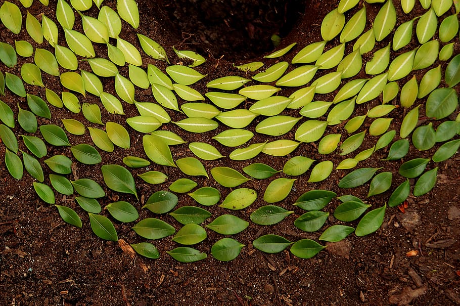 gradiente fogliare, opere d'arte foglie verdi, foglia, design, sottobosco, arte, le foglie, preparativi, pendenza, sporco, pianta, terra, giallo, verde, cerchio, autunno, colore verde, crescita, natura, nessuno, campo, giorno, vista dall'alto, avvicinamento, bellezza nella natura, freschezza, all'aperto, parte vegetale, la tranquillità, luce del sole, botanica, abbondanza, modello, 5K