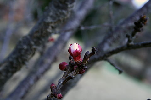 Frühling, Blüten, Baum, Obst, Zweige, Frühlingsblüten, Blumen, Rosa, Öffnung, Essen und Trinken, Natur, draußen, Hagebutte, keine Leute, Pflanze, Blume, Wachstum, Frische, Schönheit in der Natur, Nahansicht, blühende Pflanze, selektiver Fokus, Lebensmittel, Tag, Ast, Knospe, gesundes Essen, Fokus auf den Vordergrund, Zerbrechlichkeit, reif, 4K, CC0, gemeinfrei, lizenzfrei