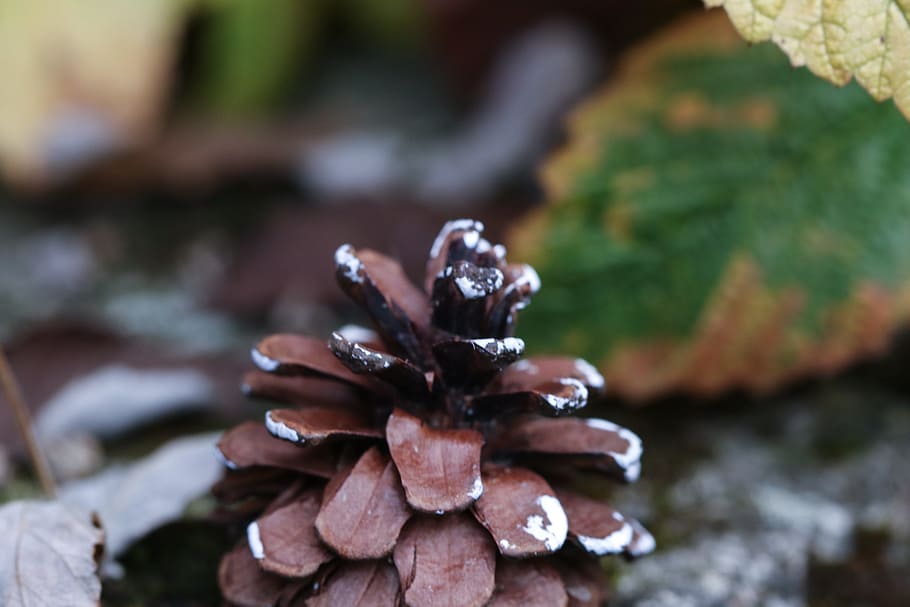 pinecone, ruduo, lapai, rudenį, vanduo, pobūdį, sutelkti dėmesį į naujas žinias, dieną, nėra žmonių, augalų, Iš arti, kietas, atrankinis dėmesys, Rokas, grožis gamtoje, roko objektas, žemės, šlapias, lauke, grybai, maisto, augimą, samanos, srautas - tekantis vanduo, spygliuočių medis, 2K