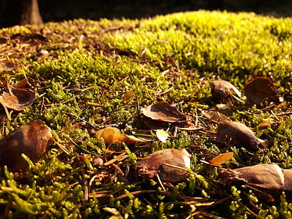 bosque, musgo, árbol, verde, mangas, naturaleza, otoño, hoja, al aire libre, temporada, tierra, planta, crecimiento, campo, nadie, enfoque selectivo, día, comida, de cerca, belleza en la naturaleza, seco, hierba, luz del sol, color verde, comida y bebida, tranquilidad, parte de la planta, nivel de la superficie, seta venenosa, hojas, 4K, CC0, dominio público, libre de derechos