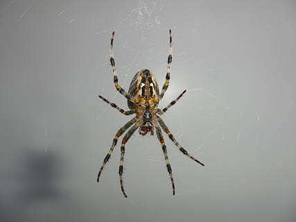 aranya, xarxa, teranyina, insecte, naturalesa, animal, aràcnids, món animal, fantasmal, temes d'animals, un animal, artròpode, invertebrat, animals a la natura, fauna animal, primer pla, zoologia, cap gent, a l'aire lliure, part del cos dels animals, fragilitat, longitud completa, cames d’animal, 2K, CC0, domini públic, lliure de regalies